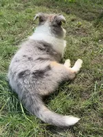 Two-Fifty  with 2 Blue Eyes!!!     AKC COLLIE, a female Collie for sale in Roaring Spring, PA – 3 of 8