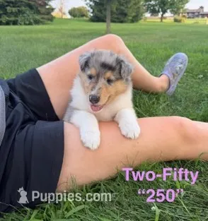 Two-Fifty  "250"   AKC COLLIE – Collie puppy for sale in Roaring Spring, PA