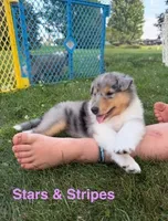Stars & Stripes  -  AKC COLLIE, a female Collie for sale in Roaring Spring, PA – 1 of 3