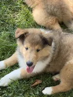 Always Smiling!   Besty Ross - AKC COLLIE, a female Collie for sale in Roaring Spring, PA – 4 of 6