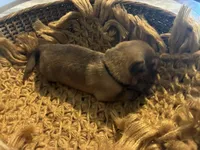Chestnut , a female German Shepherd Dog for sale in Columbus, OH – 3 of 4