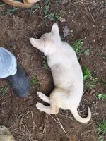 White Boy, a male German Shepherd Dog for sale in Columbus, OH – 4 of 4