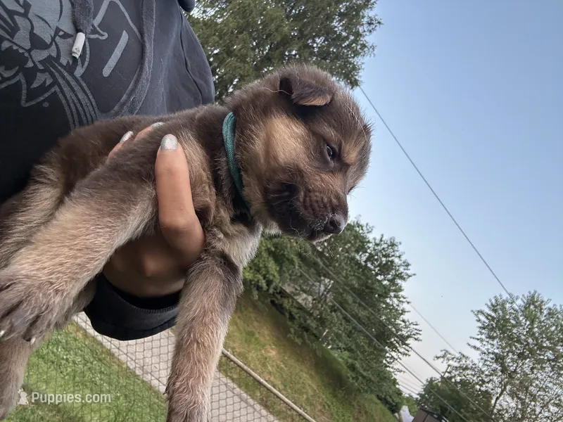 Oak  – German Shepherd Dog puppy for sale in Columbus, OH