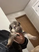 Oak , a male German Shepherd Dog for sale in Columbus, OH – 2 of 3