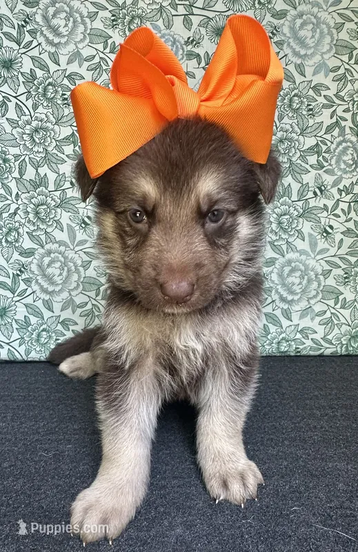 Maple – German Shepherd Dog puppy for sale in Columbus, OH