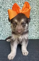 Maple, a female German Shepherd Dog for sale in Columbus, OH – 1 of 4