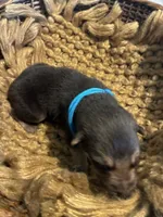 Oak, a male German Shepherd Dog for sale in Columbus, OH – 3 of 4