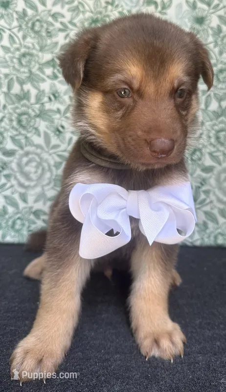 Birch – German Shepherd Dog puppy for sale in Columbus, OH