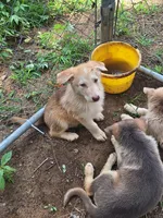 Liver sable males, a male German Shepherd Dog for sale in Columbus, OH – 6 of 6