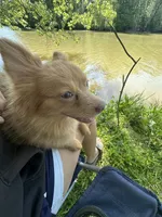 Ella, a female Pomeranian for sale in Columbus, OH – 5 of 5