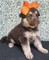 Maple, a female German Shepherd Dog for sale in Columbus, OH – 3 of 4