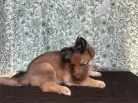 Chestnut, a female German Shepherd Dog for sale in Columbus, OH – 2 of 3