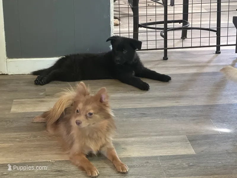 Ella – Pomeranian puppy for sale in Columbus, OH