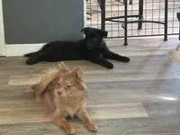 Ella, a female Pomeranian for sale in Columbus, OH – 1 of 5