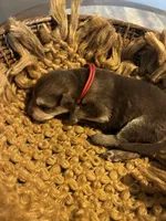 Cedar , a male German Shepherd Dog for sale in Columbus, OH – 2 of 3