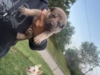 Chestnut, a female German Shepherd Dog for sale in Columbus, OH – 4 of 5