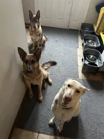 River, a female German Shepherd Dog for sale in Columbus, OH – 4 of 5