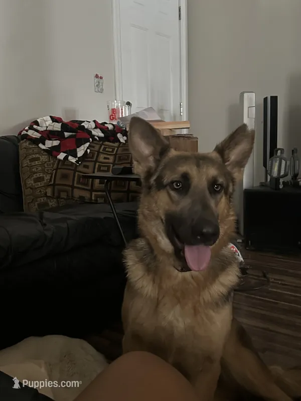 River  – German Shepherd Dog puppy for sale in Columbus, OH
