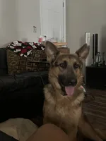 River , a female German Shepherd Dog for sale in Columbus, OH – 1 of 4