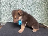 Oak, a male German Shepherd Dog for sale in Columbus, OH – 5 of 5