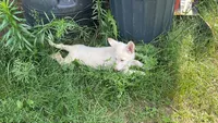 Flora, a female German Shepherd Dog for sale in Columbus, OH – 1 of 3
