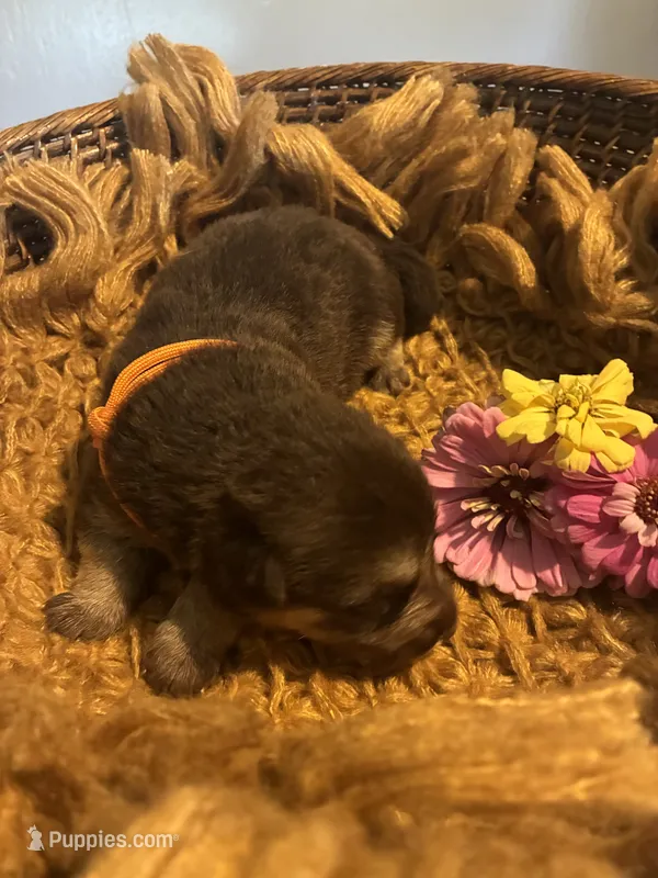 Maple – German Shepherd Dog puppy for sale in Columbus, OH
