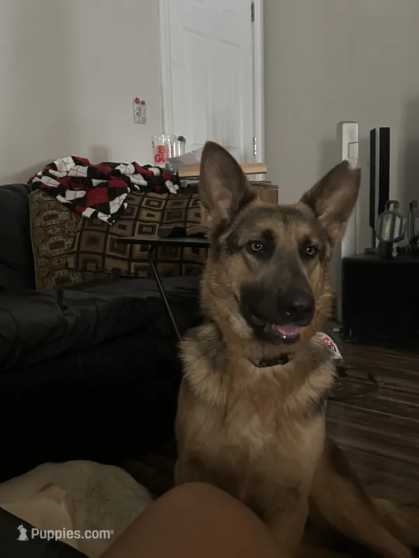 River – German Shepherd Dog puppy for sale in Columbus, OH