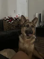 River, a female German Shepherd Dog for sale in Columbus, OH – 1 of 5