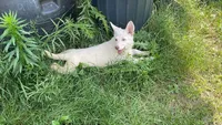 Flora, a female German Shepherd Dog for sale in Columbus, OH – 2 of 3