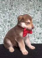 Cedar, a male German Shepherd Dog for sale in Columbus, OH – 2 of 4