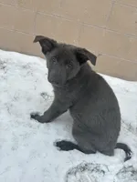 Forrest, a male German Shepherd Dog for sale in Columbus, OH – Photo 5 of 5