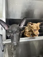 Forrest, a male German Shepherd Dog for sale in Columbus, OH – Photo 3 of 5