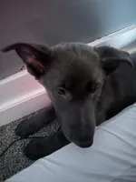 Forrest, a male German Shepherd Dog for sale in Columbus, OH – Photo 2 of 5