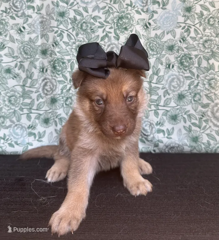Chestnut – German Shepherd Dog puppy for sale in Columbus, OH