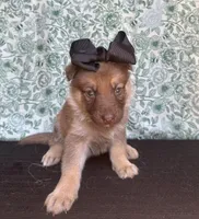 Chestnut, a female German Shepherd Dog for sale in Columbus, OH – 1 of 3