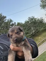 Oak , a male German Shepherd Dog for sale in Columbus, OH – 3 of 3