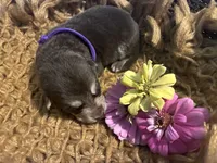 Willow, a female German Shepherd Dog for sale in Columbus, OH – 2 of 5