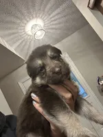 Maple, a female German Shepherd Dog for sale in Columbus, OH – 2 of 4