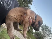 Chestnut, a female German Shepherd Dog for sale in Columbus, OH – 3 of 5