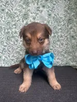 Oak, a male German Shepherd Dog for sale in Columbus, OH – 2 of 5