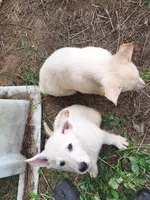 White female , a female German Shepherd Dog for sale in Columbus, OH – 2 of 3