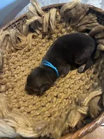 Oak, a male German Shepherd Dog for sale in Columbus, OH – 4 of 4