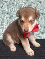 Cedar, a male German Shepherd Dog for sale in Columbus, OH – 3 of 4