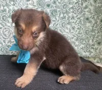 Oak, a male German Shepherd Dog for sale in Columbus, OH – 3 of 5