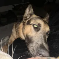 River, a female German Shepherd Dog for sale in Columbus, OH – Photo 2 of 4