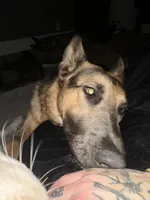 River, a female German Shepherd Dog for sale in Columbus, OH – Photo 2 of 4