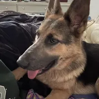 River, a female German Shepherd Dog for sale in Columbus, OH – Photo 3 of 4