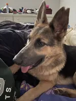 River, a female German Shepherd Dog for sale in Columbus, OH – Photo 3 of 4