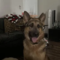 River, a female German Shepherd Dog for sale in Columbus, OH – Photo 1 of 4