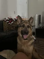 River, a female German Shepherd Dog for sale in Columbus, OH – Photo 1 of 4